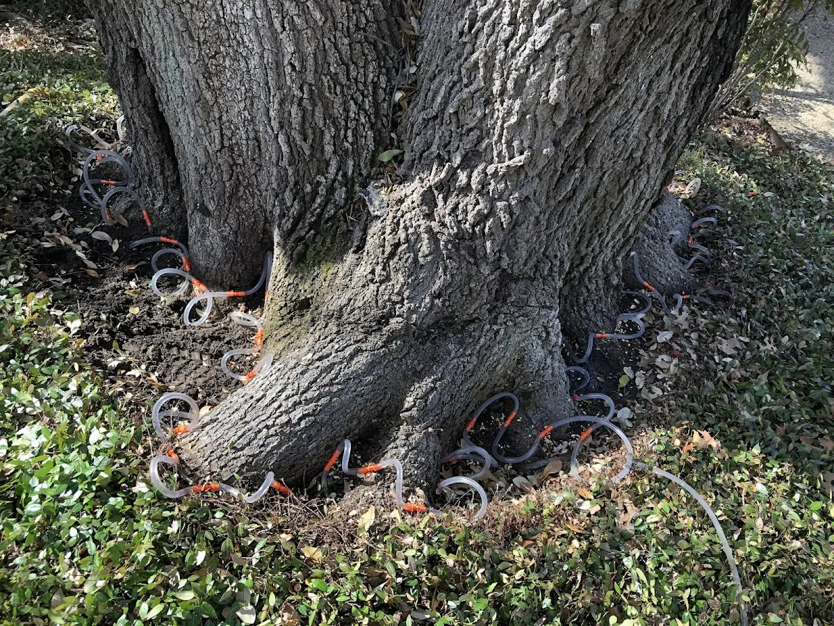 Detailed Tree Cabling and Bracing job site in Arenas Valley