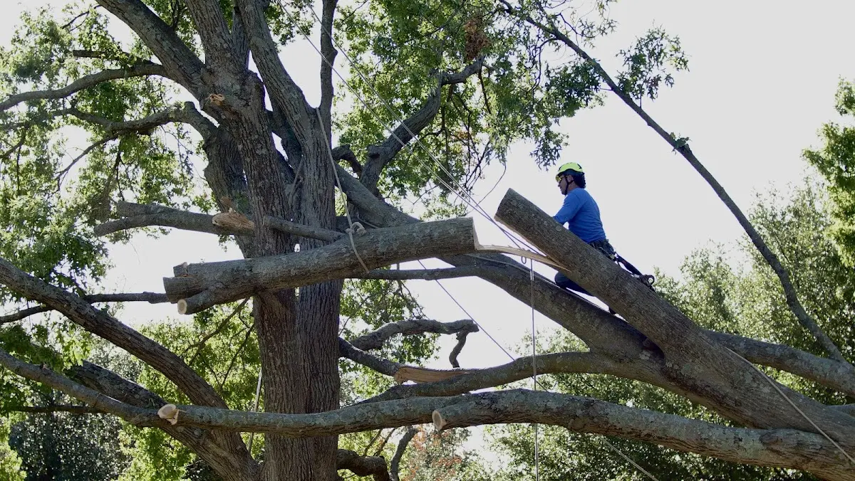 Professional Crown Thinning performed by certified arborists in Arenas Valley