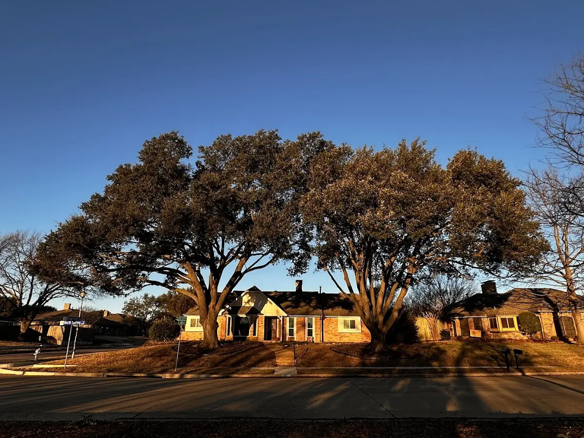 Established residential canopy tree shading a home in Arenas Valley